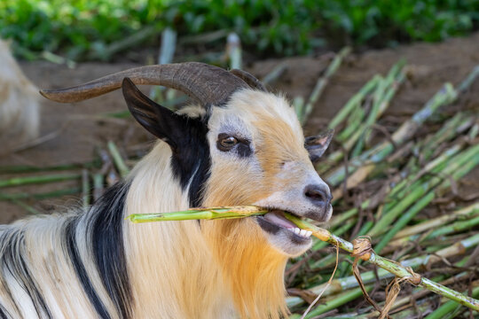 Close-up of a goat with horns eating green corn stalks. A domestic goat chewing on fresh forage in a farm environment, showcasing its teeth and textured fur.