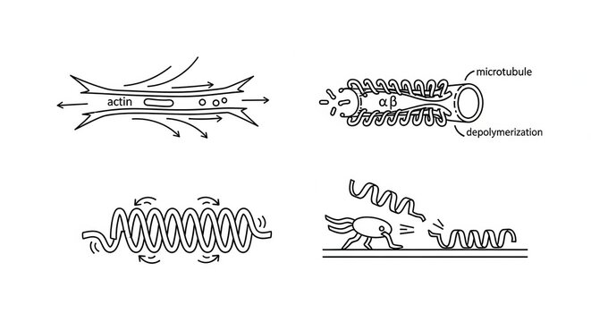 Microscopic view of actin filament dynamics and molecular motor movement