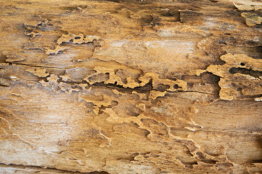 Close-up of weathered tree bark texture with natural decay, woodworm holes, and organic patterns.
