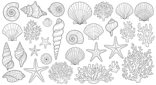 Vast collection of sea shells, starfish shapes, and coral structures in a clean line art style for beach and ocean themed designs.