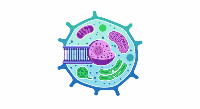 Colorful illustration of a cell, showing nucleus, mitochondria, and organelles