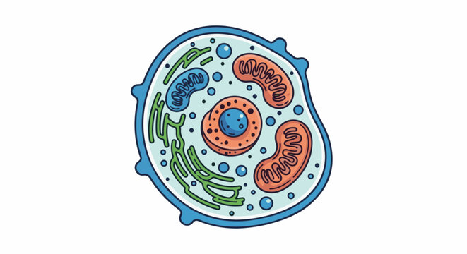 Simplified depiction of a eukaryotic cell with organelles and fluid