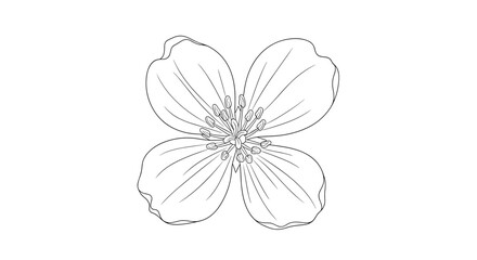 Obraz premium Detailed botanical illustration of a four petaled flower showing its delicate veins and central reproductive organs in a realistic hand drawn style.