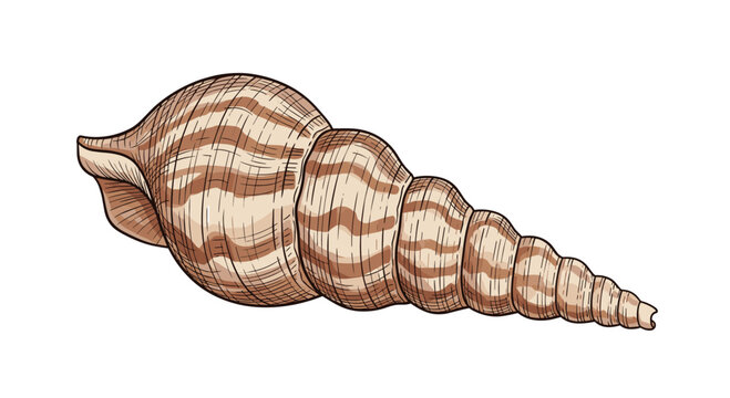 Beautifully detailed illustration of a long spiral seashell with brown stripes and intricate textures in a realistic hand drawn style.