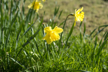Fototapeta premium A group of yellow Daffodils in a meadow