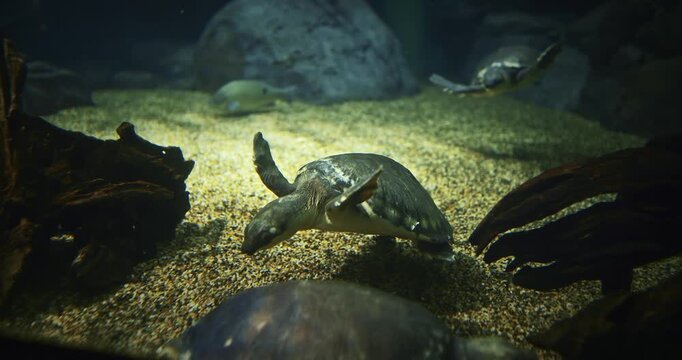 Pig-nosed Turtles Swims Along Bottom Of Aquarium. River Turtle Pitted-shelled Turtle, Warrajan. Native To Northern Australia And Southern New Guinea. Pig-nosed Turtles Have Become Available Through
