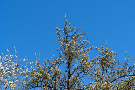 Cherry tree in the spa garden of the german city of Bad Zwesten