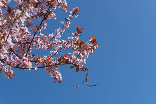 Blood plum tree in the sp garden of the german city called Bad Zwesten