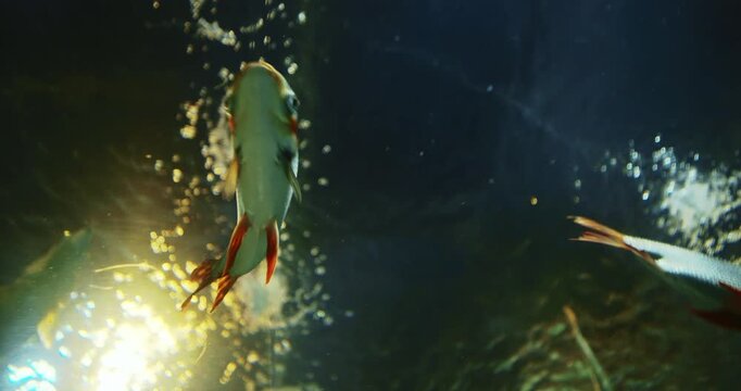 Silver Prochilodus Bottom View. Prochilodontidae Or Flannel-mouthed Characins, Are Small Family Of Freshwater Fishes. Silver Prochilodus Swim In Ocean Aquarium