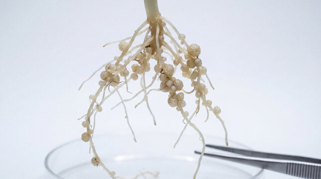 A plant root system with nodules on a laboratory setting with tweezers and a petri dish isolated on white background