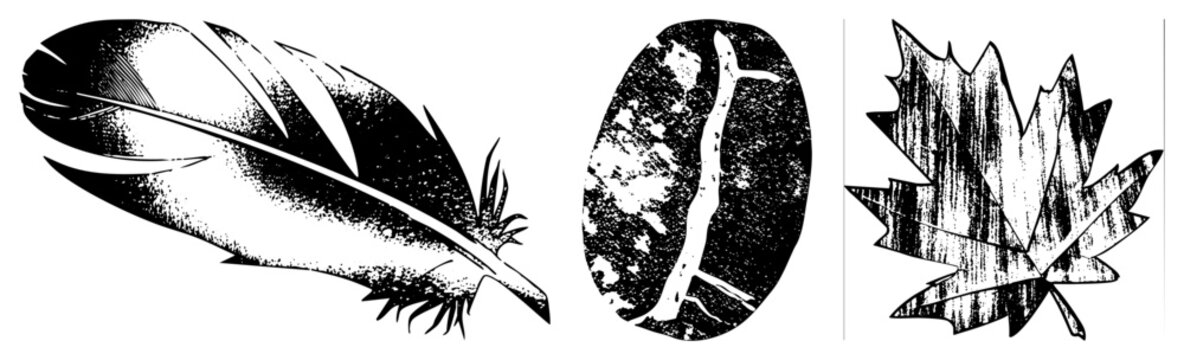 Classic halftone illustrated trio feather, coffee bean, maple leaf. vector art with textured shading, nature motifs, vintage graphic design.
