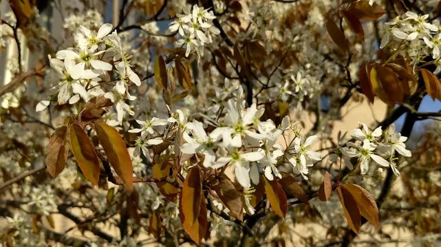 Amelanchier lamarckii deciduous flowering shrub, group of snowy white petals flowers on branches in bloom