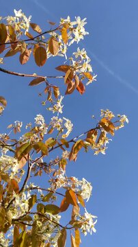beautiful botanical shot, natural wallpaper. Amelanchier lamarckii deciduous flowering shrub