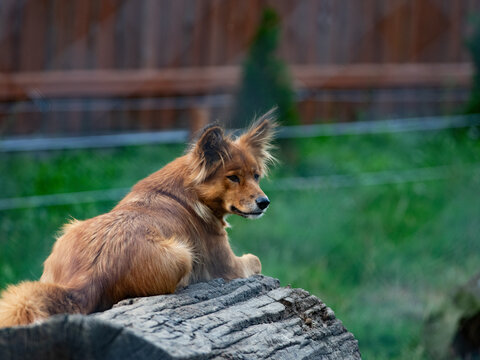 Dingo-like ginger dog resting on log in profile looking away.