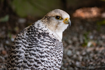 Majestic gyrfalcon profile portrait with black and white plumage. © fotomaster