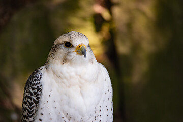 Obraz premium Close-up portrait of a majestic white gyrfalcon looking alert.