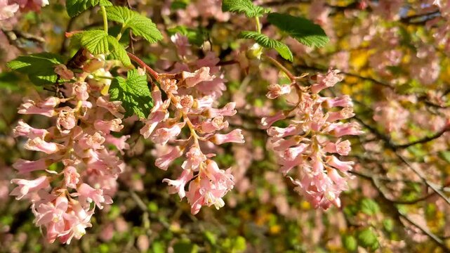 Flowering currant (Ribes sanguineum) in spring