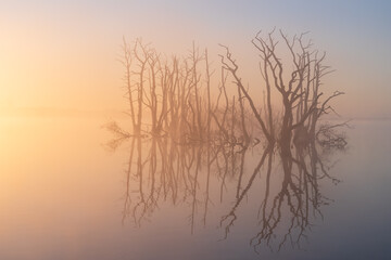 Obraz premium A foggy, spring sunrise over a swamp area with drowned trees. Drenthe, The Netherlands.