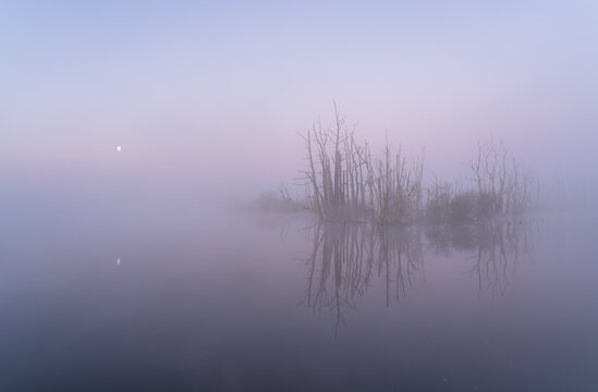 A spring dawn with the moon and fog over a lake with drowned trees. Tusschenwater, The Netherlands.