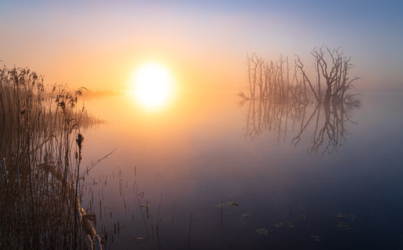 A foggy, spring sunrise over a swamp area with drowned trees. Drenthe, The Netherlands.