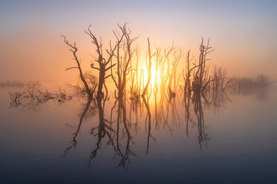 A foggy, spring sunrise over a swamp area with drowned trees. Drenthe, The Netherlands.