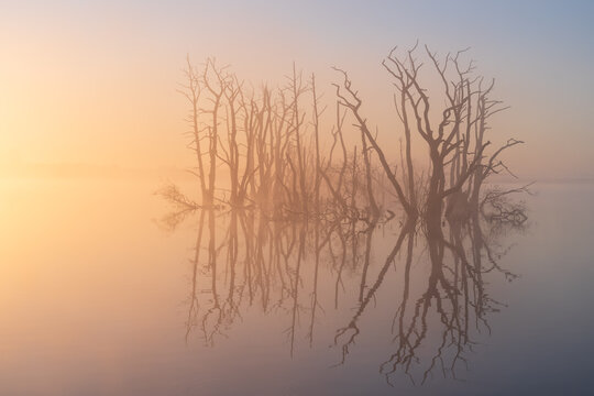A foggy, spring sunrise over a swamp area with drowned trees. Drenthe, The Netherlands.