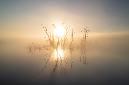 The sun shining through drowned trees in a lake during a foggy, spring morning.