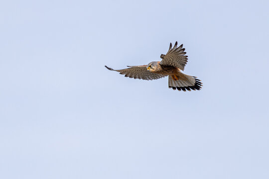 Turmfalke im Anflug