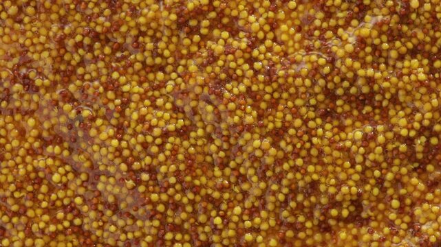 top view grainy mustard food texture rotation