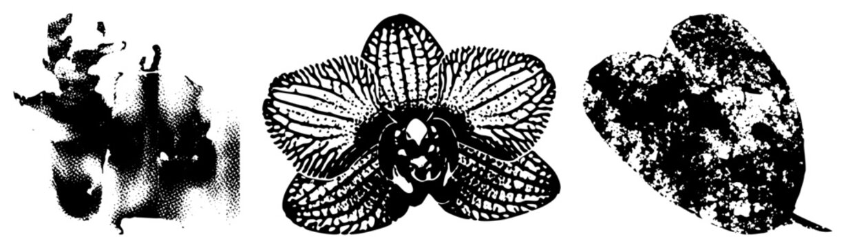 Black and white halftone vector botanical illustrations orchid, textured leaf, abstract, high contrast dot.