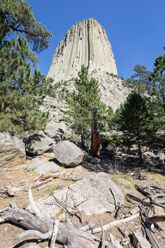 Devils Tower Monolith Rising Above Pine Forest in Wyoming Nation