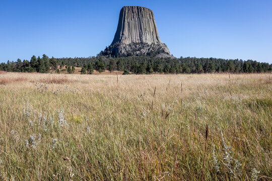 Devils Tower National Monument Rising Above Prairie Grass and Pi