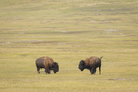 Two American Bison Grazing on an Open Grassland Plain in Summer