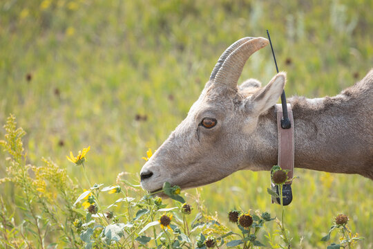 Bighorn Sheep (Ovis canadensis) Grazing With Tracking Collar in