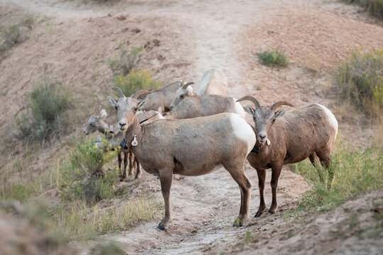Desert Bighorn Sheep Herd With Tracking Collars Standing on a Dr
