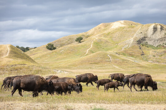 Herd of American Bison Grazing on Rolling Grassland Hills Under