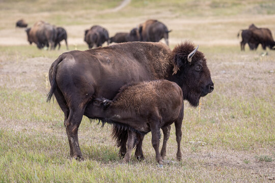 Mother American Bison Nursing Calf in Grassland Herd Summer Scen