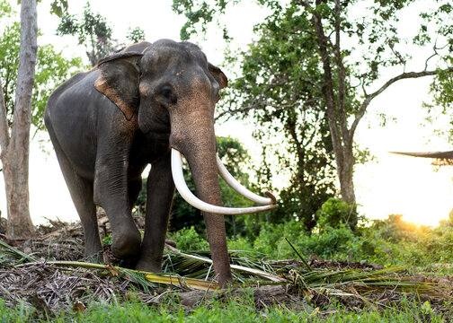 Elephant in the jungle in Thailand