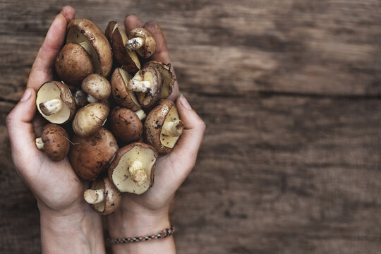 Mushroom Suillus over Wooden Background. Spring Mushrooms. Suill