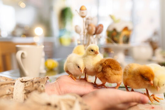 Easter table with traditional cake and cute chicks