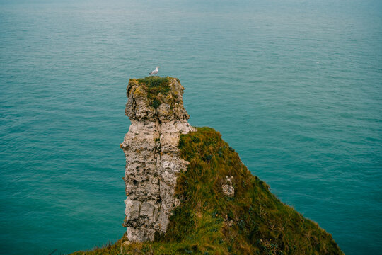 Seagull perched on rock formation near ocean in Etretat