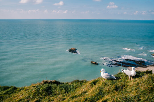 Seagulls on the cliffs of Etretat in Normandy overlooking the sea