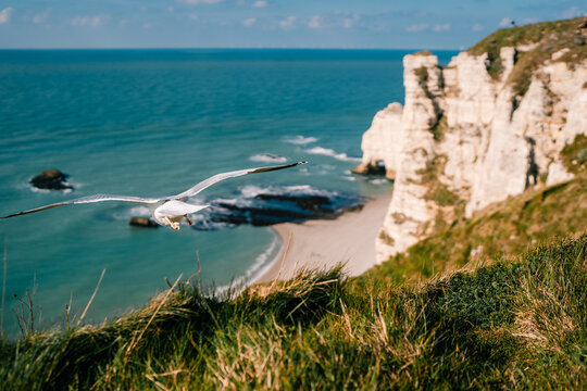 Seagull flies over the cliffs of Etretat in Normandy