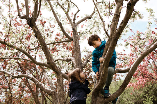Two young children climbing a blossoming tree together in spring