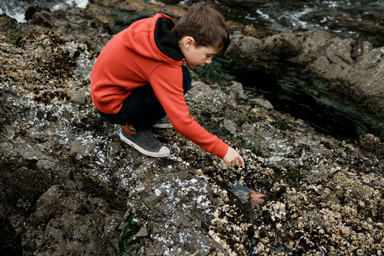 Young boy in a red hoodie pointing at a starfish in a tide pool