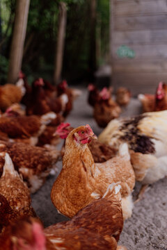 Free range chickens in rustic farm setting