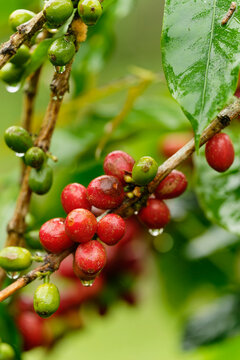Endemic flora thriving in Gal&aacute;pagos Islands