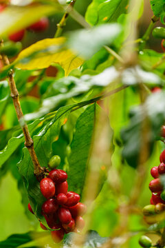 Endemic flora thriving in Gal&aacute;pagos Islands