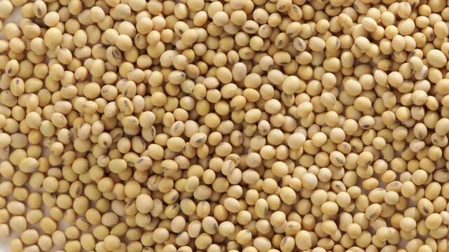 uncooked soybeans food backgroud rotation