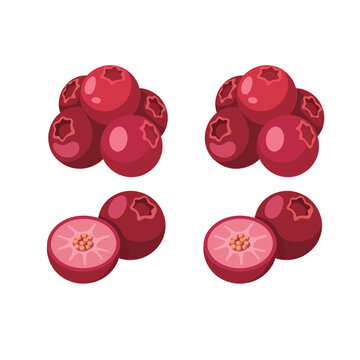 Isometric cranberries cluster, multiple berries, red superfood fruit, juicy ingredient, dessert garnish, vector illustration, healthy eating icon, for recipes